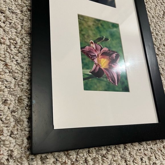 Framed Flower Photographs - Picture 4 of 5